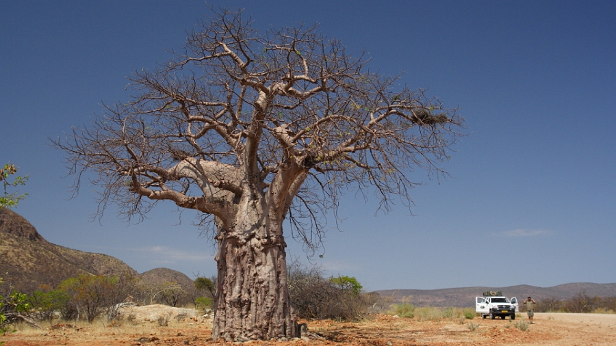 Baobab sur la route d\'Epupa