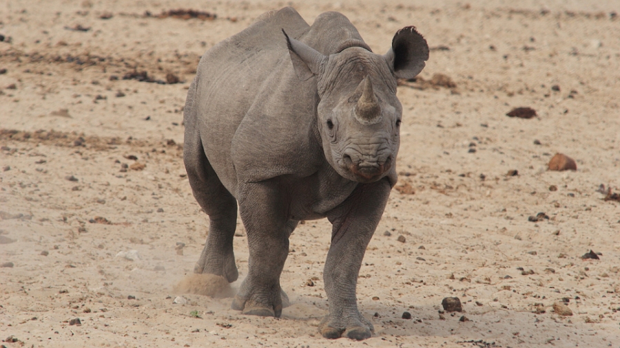 Jeune rhinoceros noir. Manoeuvre d\'intimidation