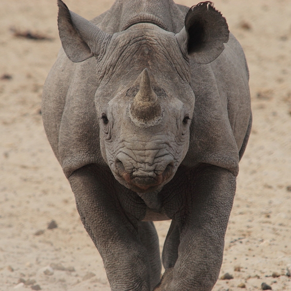 Jeune rhinoceros noir. Manoeuvre d\'intimidation