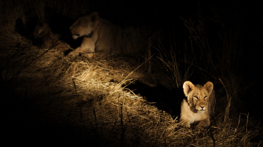 Safari de nuit...  Dans la concession du Hobatere Lodge, rencontre nocturne avec une lionne et ses trois petits.